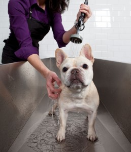 dog-getting-bath