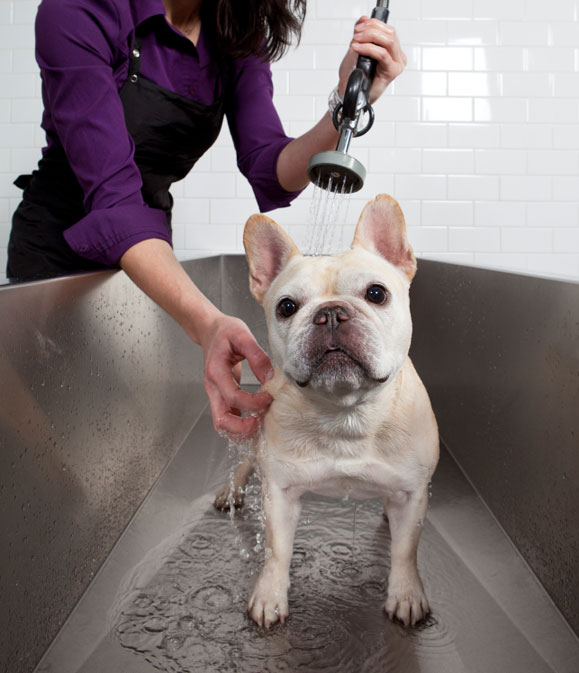 how do groomers bathe a french bulldog